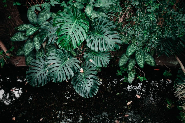 Close-up van planten
