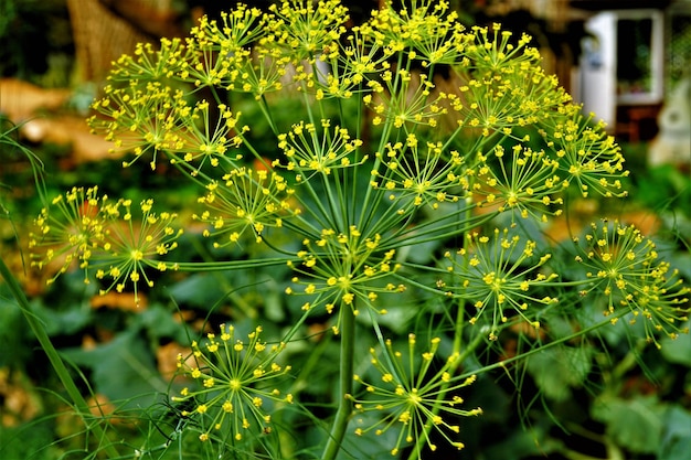 Close-up van planten