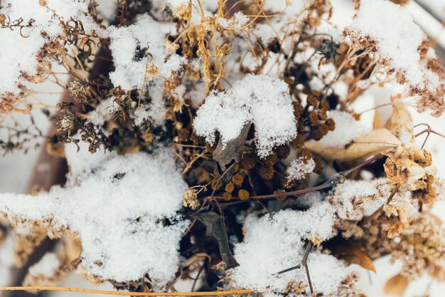 Foto close-up van planten