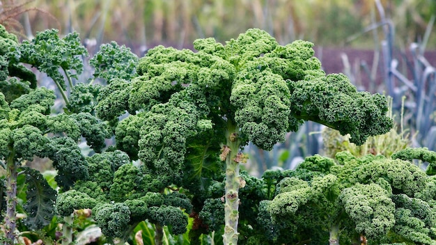 Foto close-up van planten