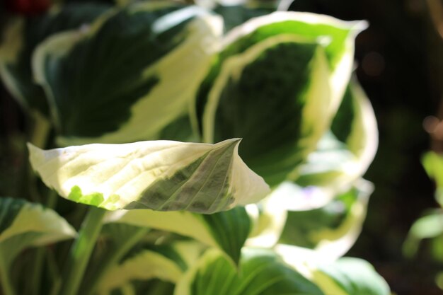 Foto close-up van planten