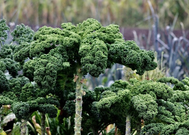 Foto close-up van planten