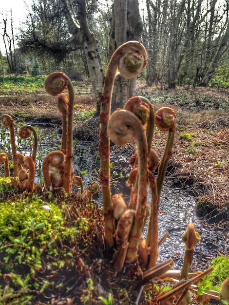 Foto close-up van planten