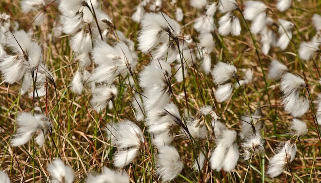 Foto close-up van planten