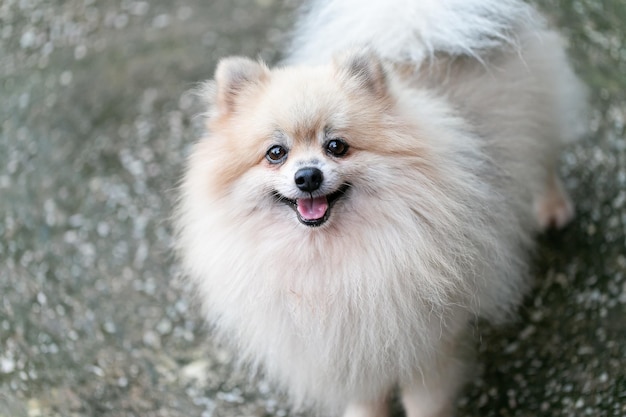 Close-up van Pomeranian