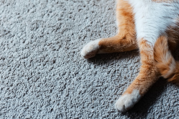 Close-up van poten van rood-witte kat die op de vloer liggen.