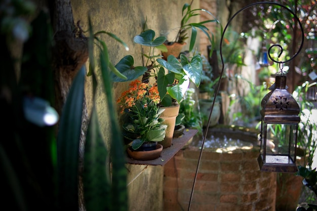 Close-up van potplanten die in de tuin hangen