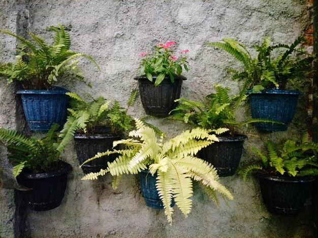 Foto close-up van potplanten op de muur