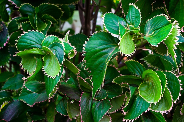 Close-up van prachtig gedraaide groene bladeren. Plant textuur. Natuurlijke achtergrond en behang.