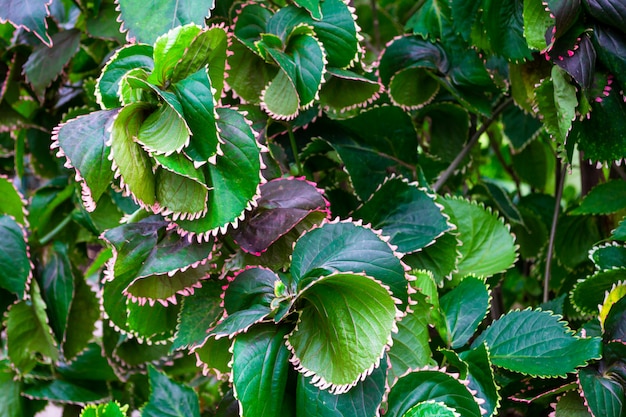 Close-up van prachtig gedraaide groene bladeren. Plant textuur. Natuurlijke achtergrond en behang.