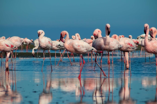 Close-up van prachtige Afrikaanse flamingo's die in stilstaand water staan met reflectie