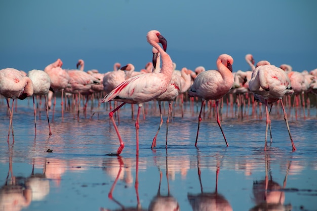 Close-up van prachtige Afrikaanse flamingo's die met reflectie in stilstaand water staan