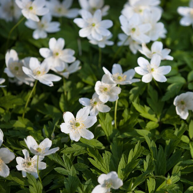 Close-up van prachtige bloeiende madeliefjesveld Lente Pasen bloemen Daisy bloem achtergrond