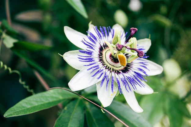 Close-up van prachtige Braziliaanse Passiebloem (Passiflora caerulea)