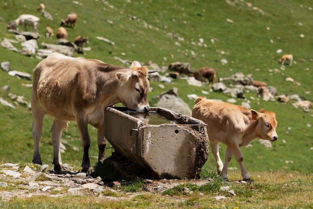 Foto close-up van prachtige dieren op het platteland