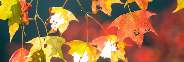 Close up van prachtige esdoorn bladeren in zonnige herfstdag in taiwan zonder mensen kopiëren ruimte.