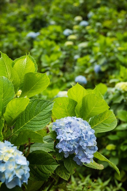 Close-up van prachtige hortensia bloemen in het veld