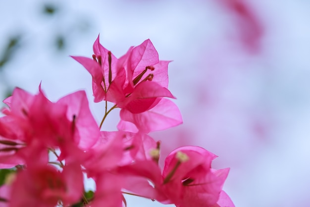Close up van prachtige natuur roze Bougainvillea bloem