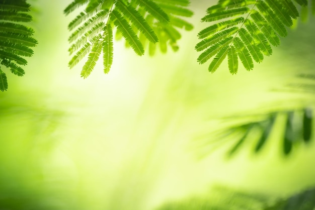 Close-up van prachtige natuur weergave groen blad op wazig groen achtergrond in tuin met kopie ruimte gebruiken als achtergrond wallpaper pagina concepti