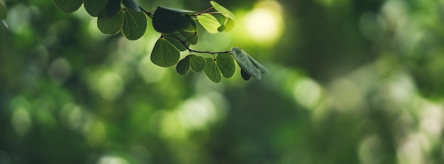 Foto close-up van prachtige natuur weergave groen blad op wazig groen schaduw en achtergrond in tuin met kopie ruimte gebruiken als achtergrond voorblad concept