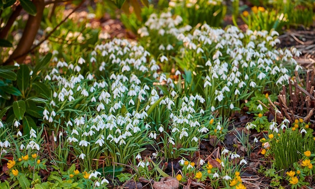 Close-up van prachtige natuurlijke witte bloemen die bloeien in een botanische tuin of bos op een lentedag Sneeuwklokjes groeien in de natuur omringd door andere groene planten en boomtakken