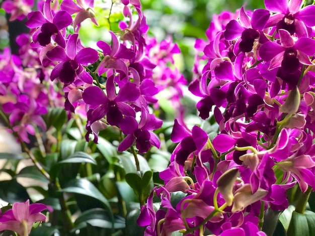 Close up van prachtige paarse orchidee phalaenopsis bloeiende tropische bloem