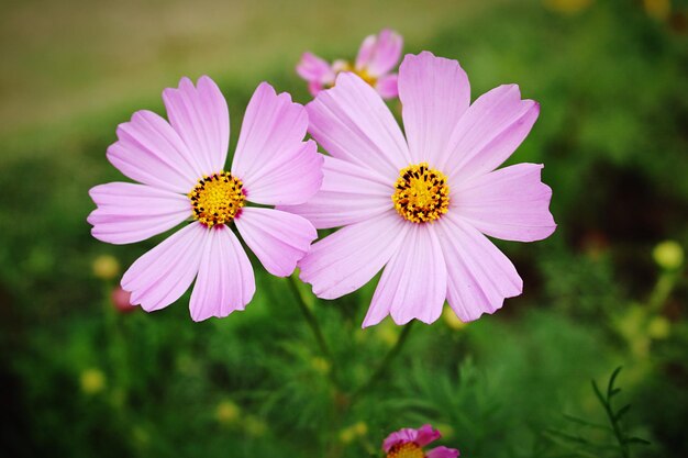 Close-up van prachtige roze bloemen