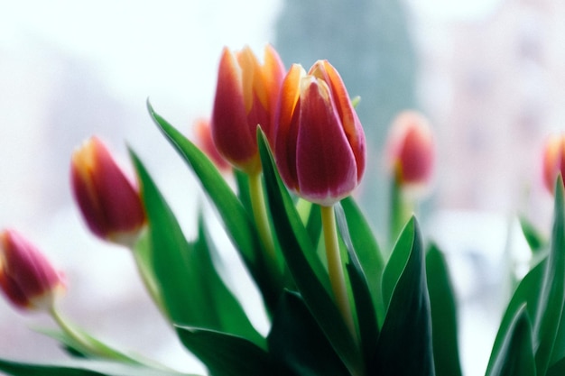 Close-up van prachtige roze bloemen