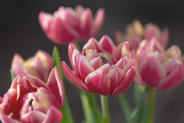 Close-up van prachtige roze tweebloemige tulpenbloemen in een boeket geïsoleerd op een donkere achtergrond