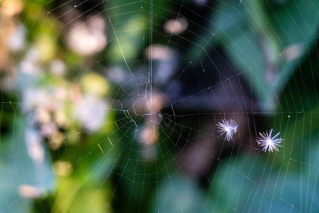 Close-up van prachtige spinnenweb