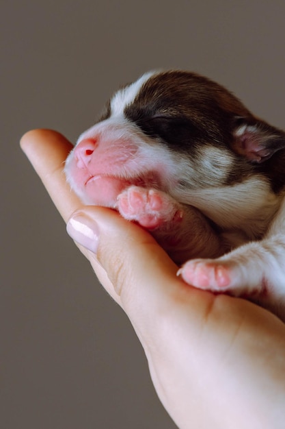 Close-up van prachtige twomonthold puppy van hond pembroke welsh corgi ontspannen aan de kant van onherkenbare vrouw Huisdierliefde