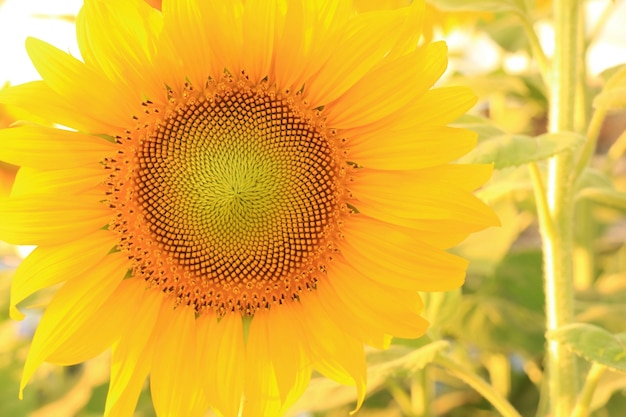 Close up van prachtige zonnebloem bloeien met zonnebloem tuin. Natuur achtergrond concept.