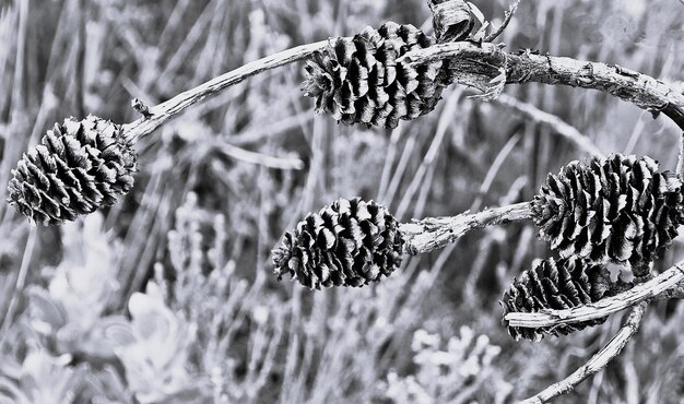 Foto close-up van protea cones monochroom