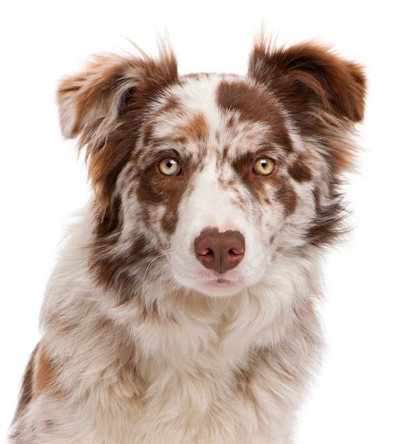 Close-up van Red Merle Border Collie, 6 maanden oud,