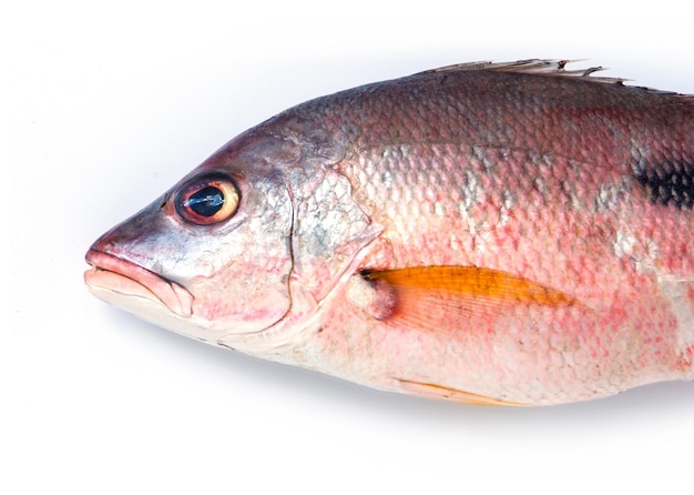 Close-up van Red snapper vis op een witte achtergrond