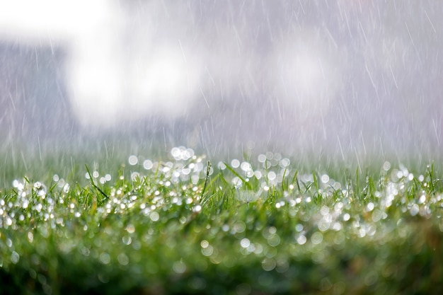 Close-up van regendruppels die in de zomer op groen gras vallen.