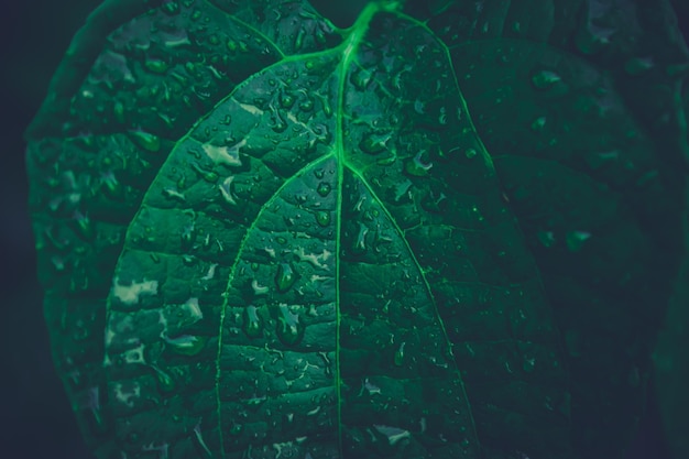 Close-up van regendruppels op blad