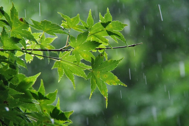 Foto close-up van regendruppels op bladeren