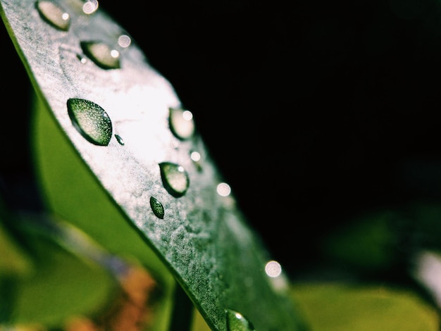 Foto close-up van regendruppels op bladeren