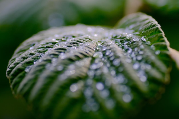 Foto close-up van regendruppels op bladeren