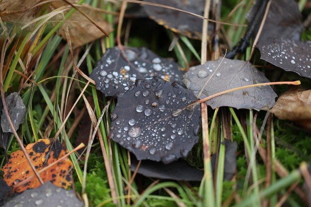 Foto close-up van regendruppels op bladeren