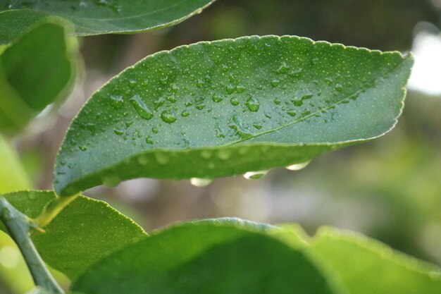 Foto close-up van regendruppels op bladeren