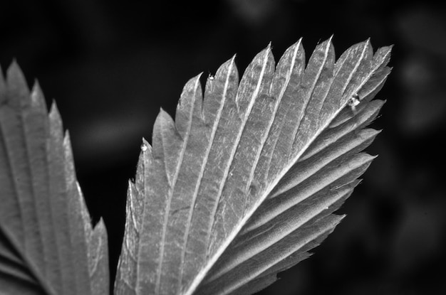 Foto close-up van regendruppels op bladeren