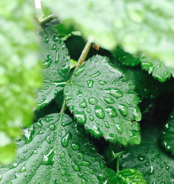 Foto close-up van regendruppels op bladeren