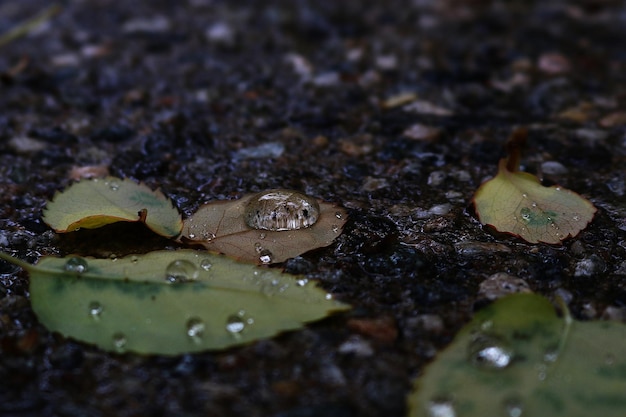 Foto close-up van regendruppels op bladeren