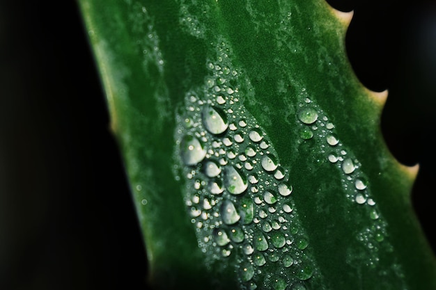 Foto close-up van regendruppels op bladeren