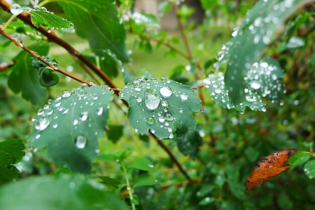 Foto close-up van regendruppels op bladeren