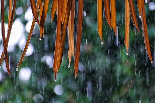 Foto close-up van regendruppels op bomen in de winter