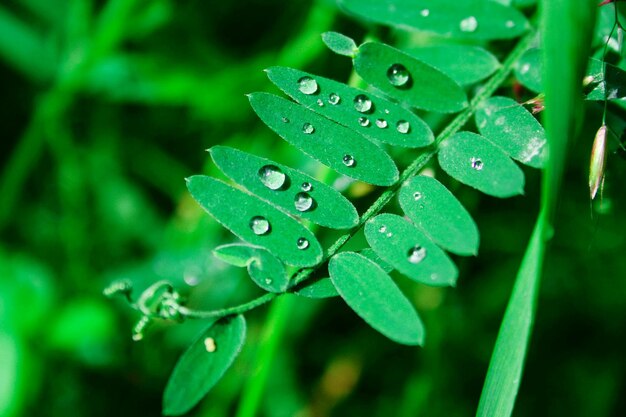 Foto close-up van regendruppels op de plant