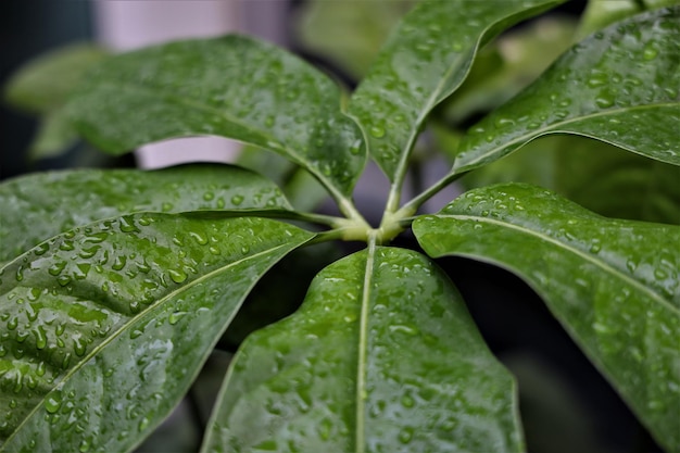 Foto close-up van regendruppels op de plant